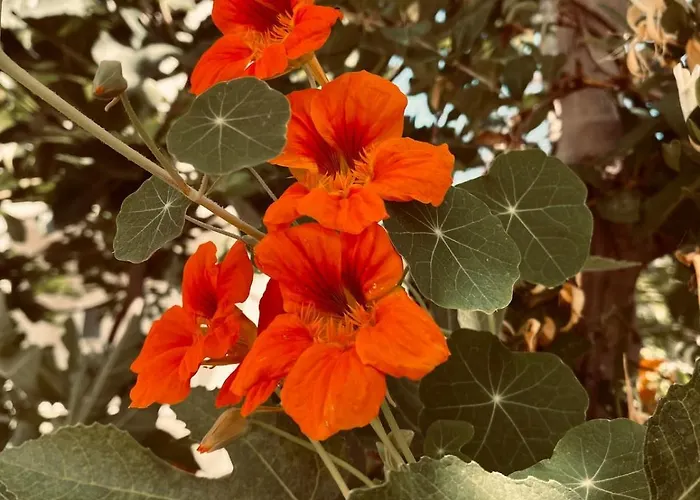 καλαίσθητο ηλιόλουστο La Canea